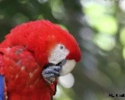 Papagayo