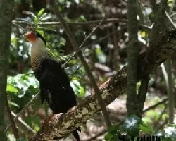 Caracara cheriway