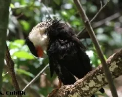 Caracara cheriway