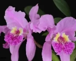 C. lueddemaniana 01