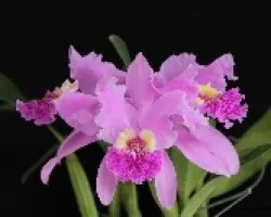 Cattleya lueddemaniana 02
