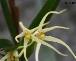 Epidendrum sp.