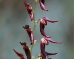 Pleurothallis rowleei