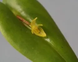 Pleurothallis sp.