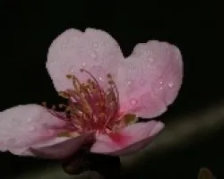 Flor de Durazno