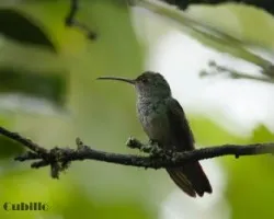 Rufous-tailed Hummingbird