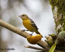 Icterus galbula