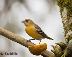 Icterus galbula