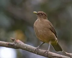 Turdus grayi
