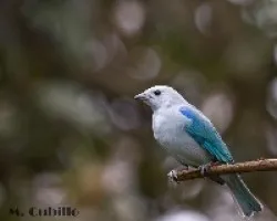 Blue-gray Tanager