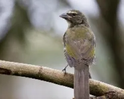 Grayish Saltator juvenil