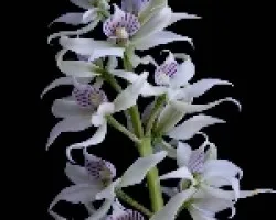 Prosthechea fragrans