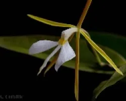 Epidendrum nocturnum