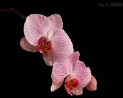 Phalaenopsis sp.