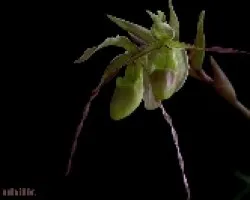 Phragmipedium longifolium