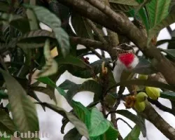 Pheucticus ludovicianus