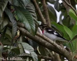 Pheucticus ludovicianus