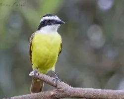 Pitangus sulphuratus 2