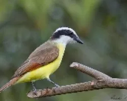 Pitangus sulphuratus 3