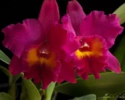 Lc.JewelerÃ‚Â´s Art