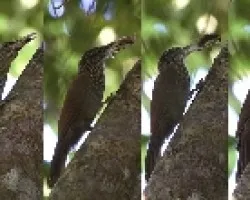 Trepador