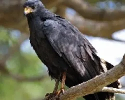 buteogallus-anthracinus