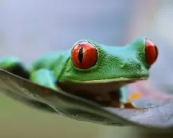 Agalychnis callidryas