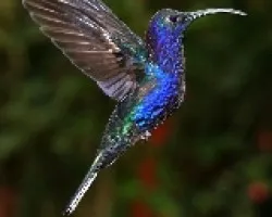 colibrí
