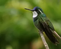 Lampornis castaneoventris