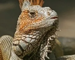 iguana-verde