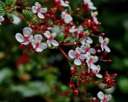 Ramo de flores 