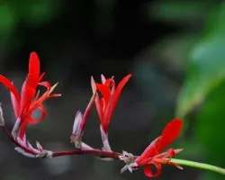 Otras flores