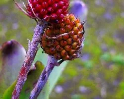 Frutos de una Bromelia