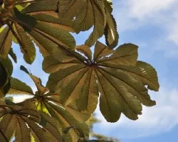 Hojas de Guarumo