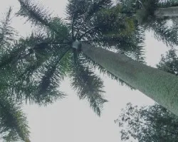Las Palmeras 