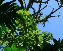 Contra luz en el bosque