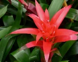 Bromelia 