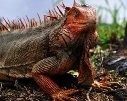 Iguana 1