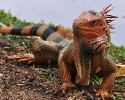 Iguana 2