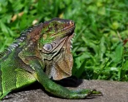 Iguana 3