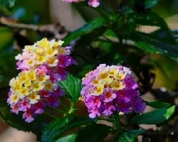 Flor 1