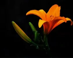 Flor 2