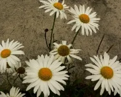 Flor 3