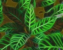 Fractal 3
