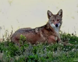 Coyote -prueba-