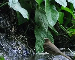 Turdus grayi