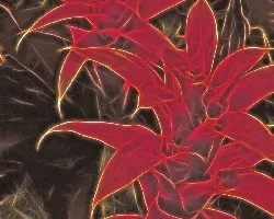 Fractal de Bromelia 1