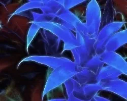 Fractal de Bromelia 2