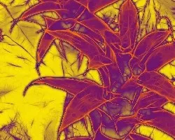 Fractal de Bromelia 3