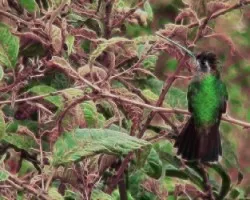 Colibri